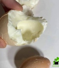 trứng luộc bị dính vỏ